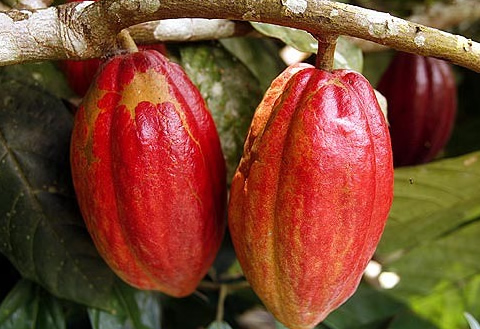 Cocoa