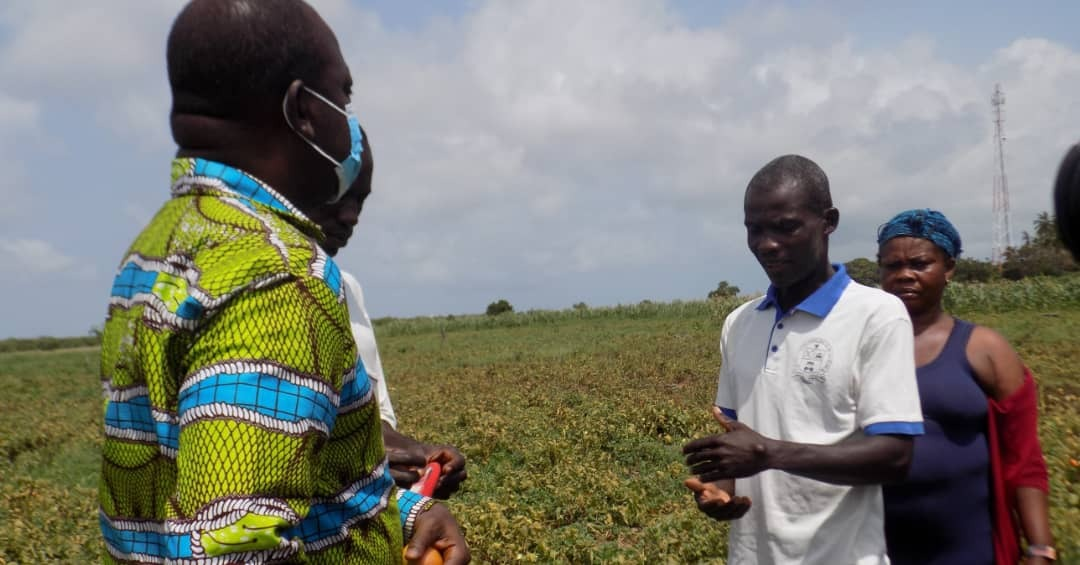 Business Vegetable Farmers
