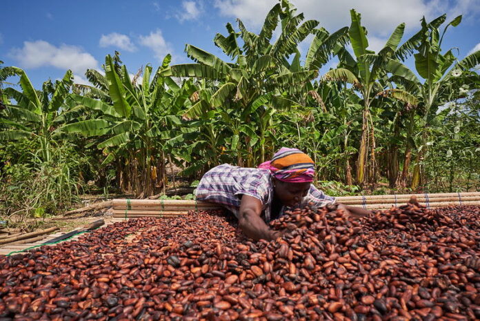 Cocobod-set-to-increase-price-of-Ghana-s-cocoa
