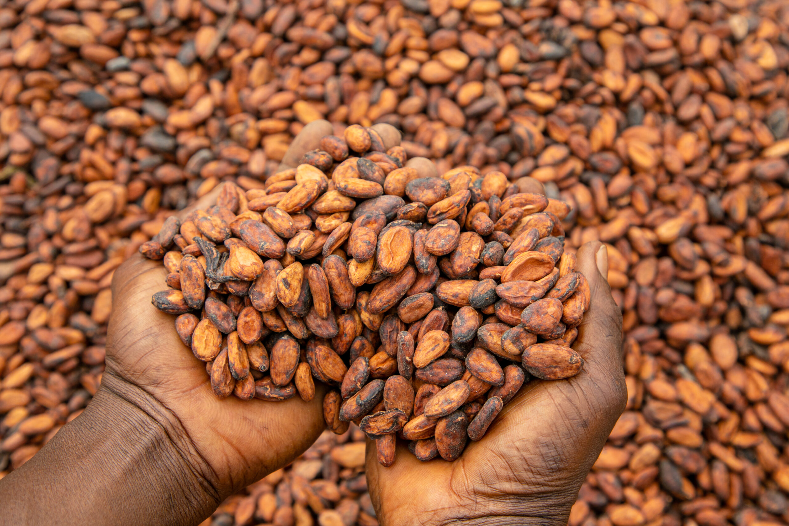 Cocoa