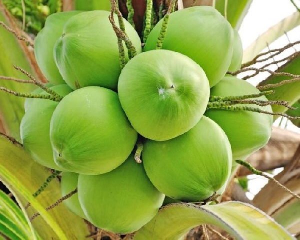 Environmental Health officer calls for screening of Coconut sellers