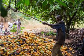 Cocoa Farmers’ Pension Scheme to kick off in Assin enclave.