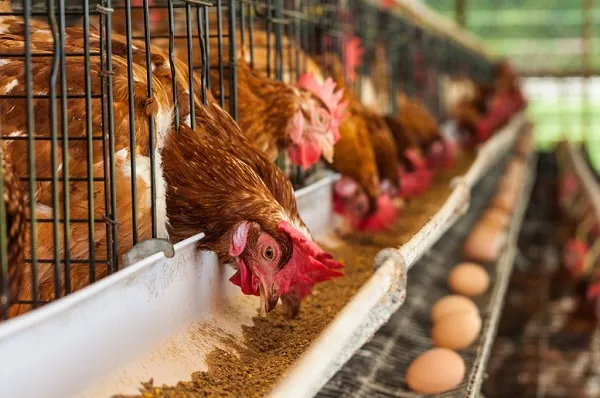 Takoradi Poultry farmers laud Government interest in poultry production